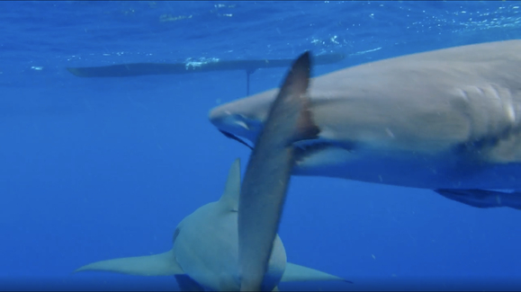 Watch Jaws vs. Boats Online - Vimarsana News