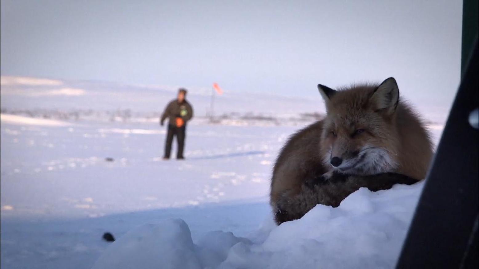 Httpswwwnationalgeographiccomtvshowslife Below Zero