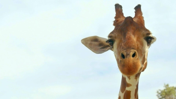 Magic of Disney’s Animal Kingdom Trailer