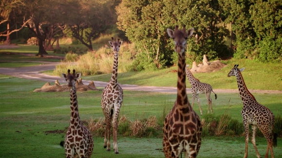Watch Magic of Disney's Animal Kingdom Season 1 Episode 2 Kenya, the Gutsy  Giraffe Online