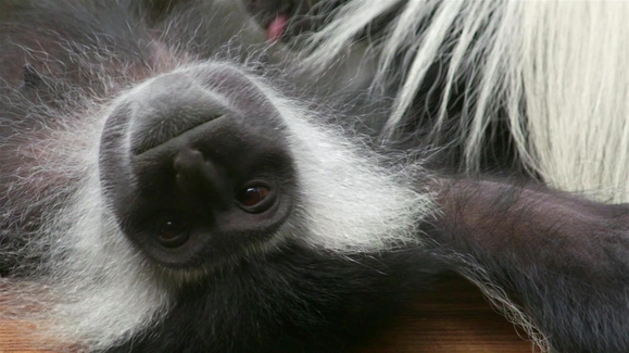 The Big Egg Switcheroo