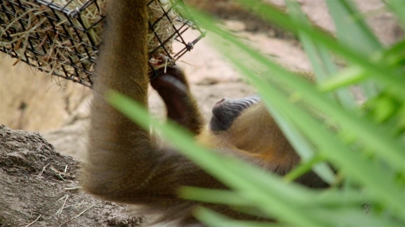 Watch Magic of Disney's Animal Kingdom Season 1 Episode 7 Meet the Mandrills Online Watch Magic of Disney's Animal Kingdom Season 1 Episode 7 Meet the Mandrills Online