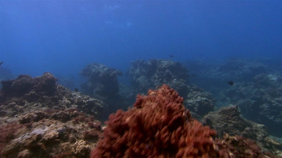 America's Wild Spaces: Hidden Hawaii