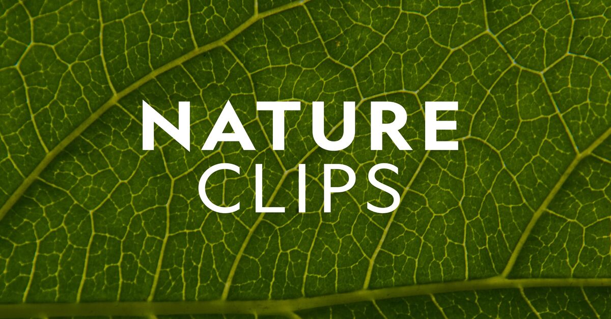 Watch Nature Clips TV Show Streaming Online Nat Geo TV