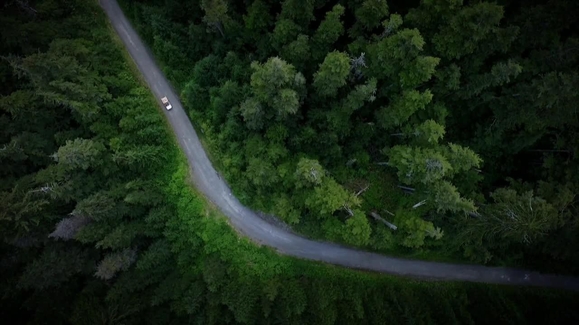 Tree vs. Truck