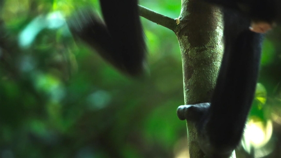 Rainforest Queens
