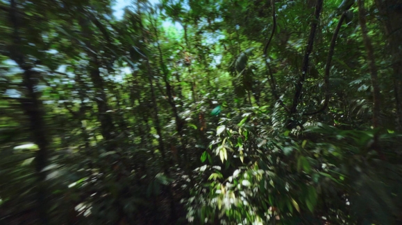 Tiny Jungle Queens