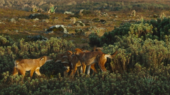 Mountain Queens