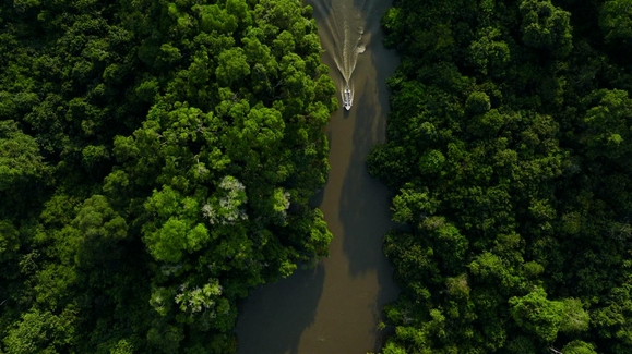 Rainforest