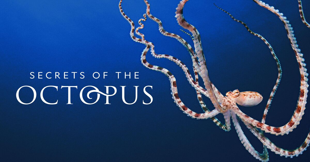 Watch Secrets Of The Octopus TV Show - Streaming Online | Nat Geo TV