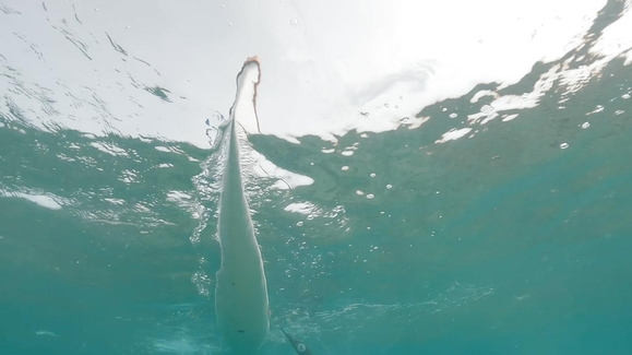Killers in the Water
