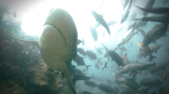 Bites in the Shallows
