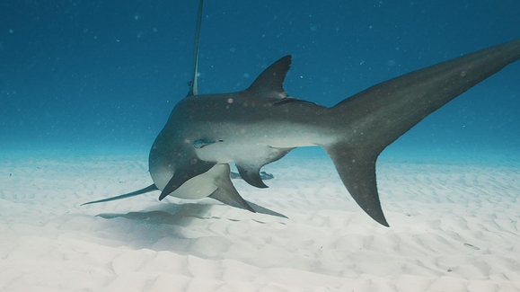 Sharks Reef Rivals