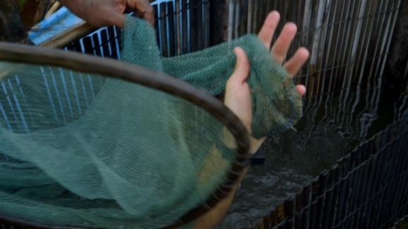 Sri Lanka: Prawn Dive
