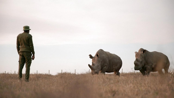 The Last Rhinos: A New Hope