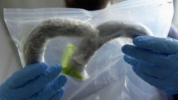 Cocaine Sausages