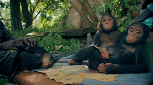 Apes