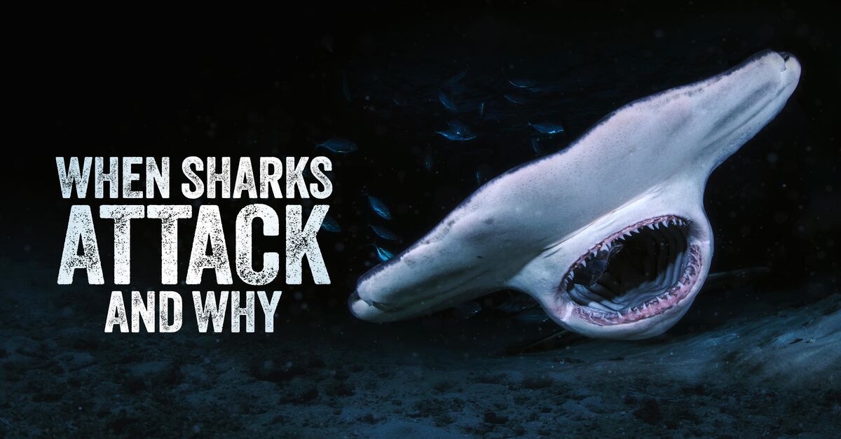 Watch When Sharks Attack... and Why TV Show - Streaming Online | Nat Geo TV