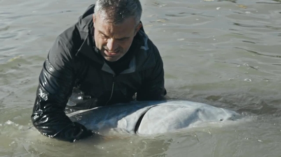 Watch Wild Fish Season 1 Episode 8 King Sized Online - Vimarsana News