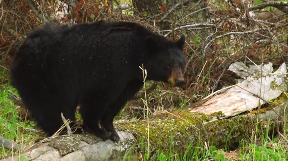Grizzly Summer