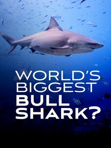 World's Biggest Bull Shark?