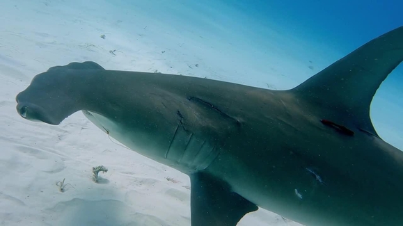 Watch World's Biggest Hammerhead? Online - Vimarsana News