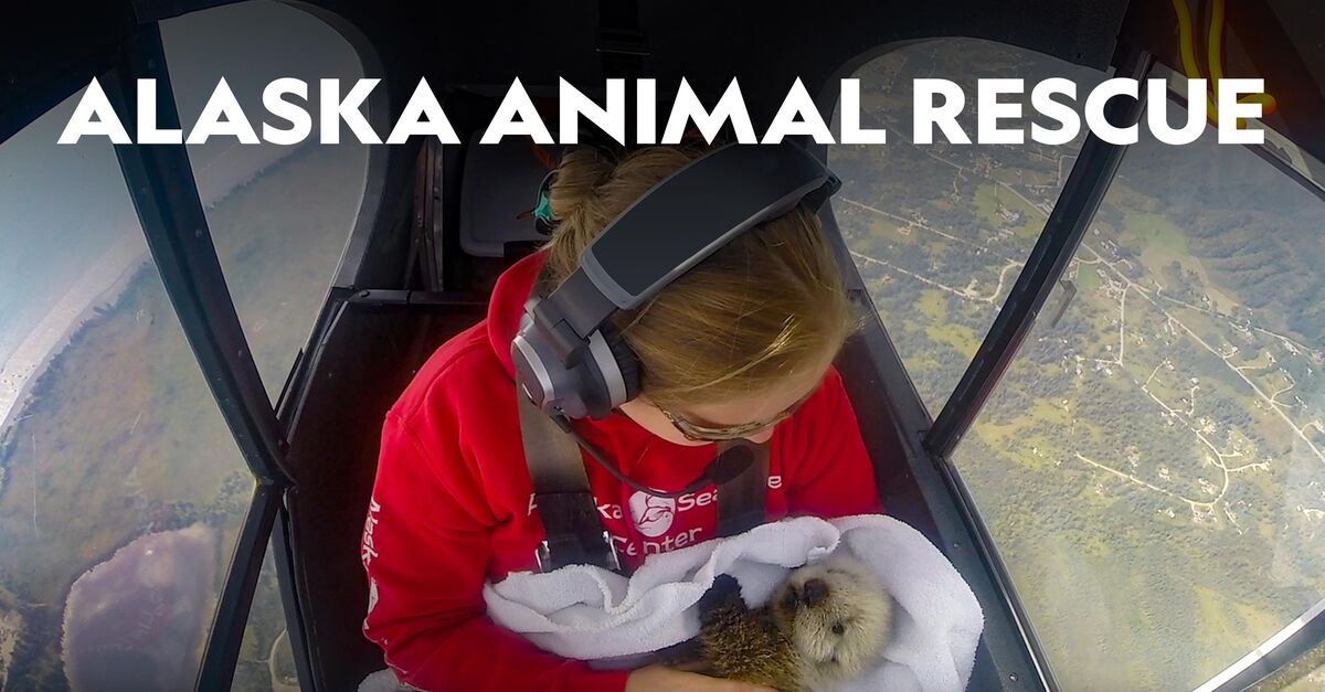 Watch Alaska Animal Rescue TV Show - Streaming Online | Nat Geo TV