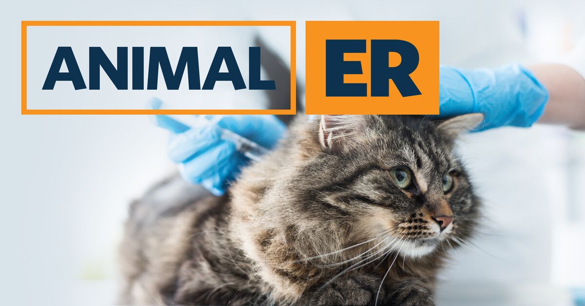 About Animal ER TV Show Series