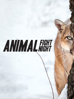 Watch Animal Fight Night Season 1 Episode 1 Savanna Smackdown Online
