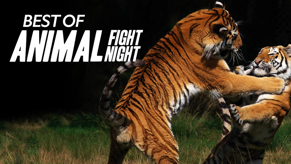 Watch Animal Fight Night: Best Of TV Show - Streaming Online | Nat Geo TV