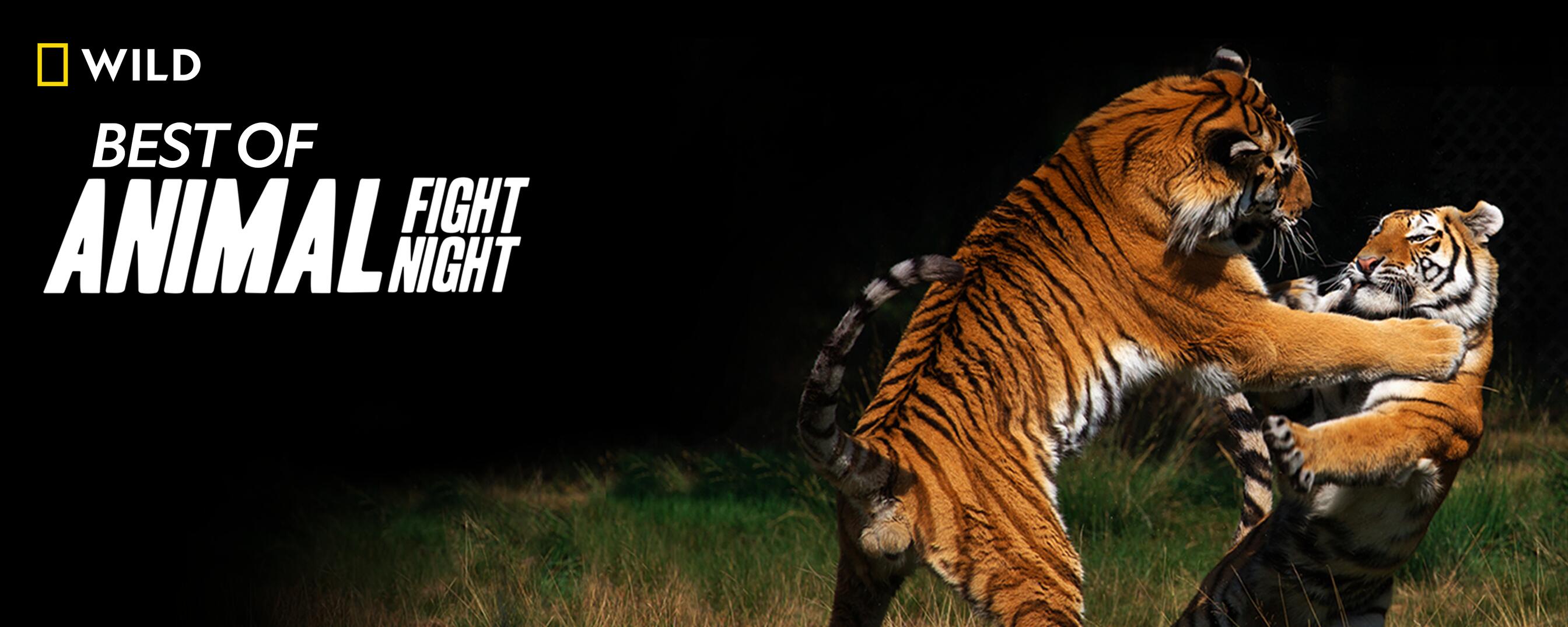 Watch Animal Fight Night: Best Of TV Show - Streaming Online | Nat Geo TV