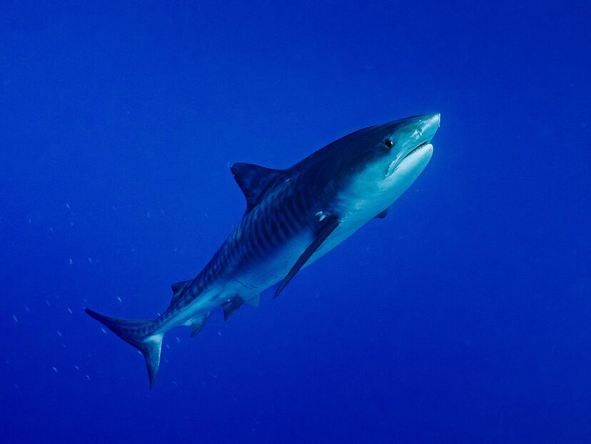 Attack of the Samurai Sharks