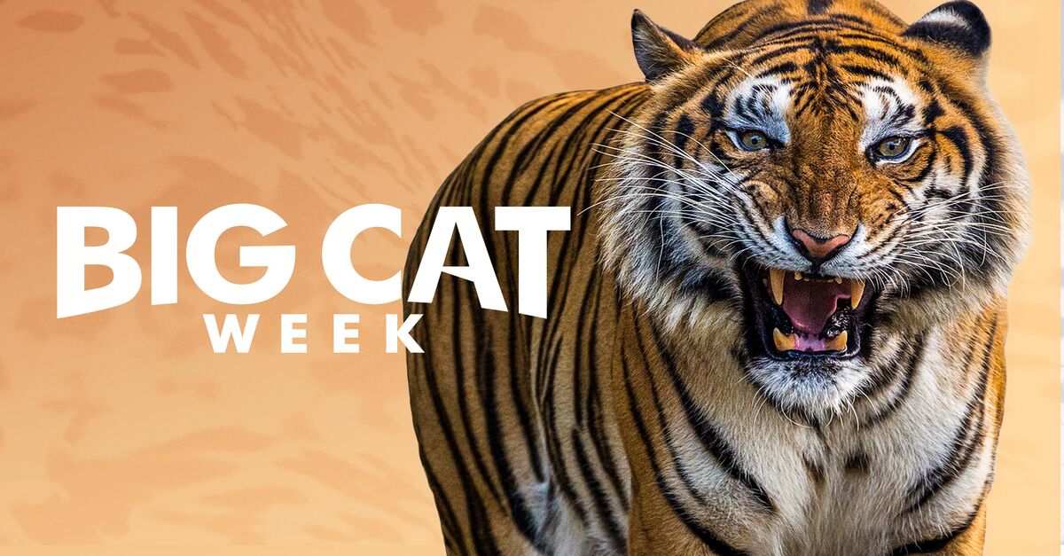 Watch Big Cat Week TV Show - Streaming Online | Nat Geo TV