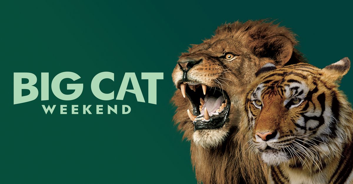 About Big Cat Weekend TV Show Series
