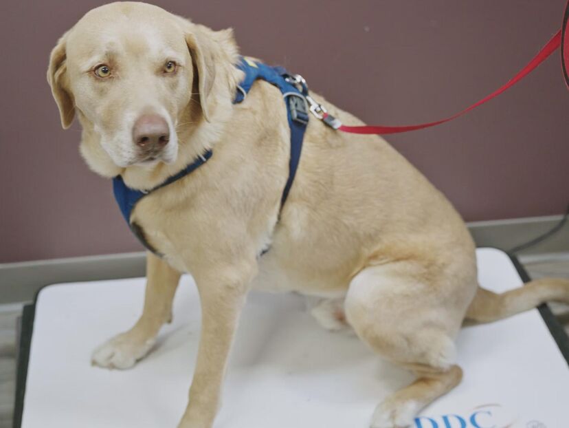 Incredible Northern Vets