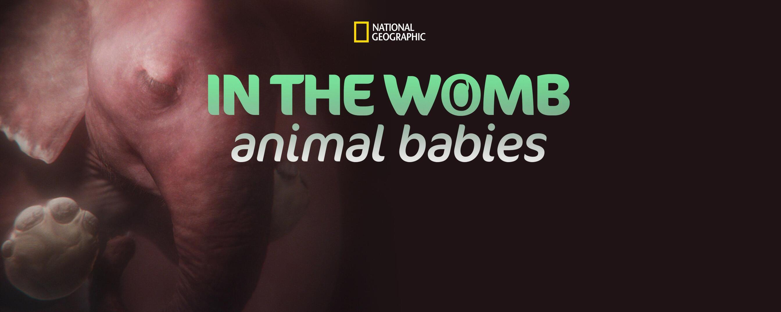 Watch In the Womb: Animal Babies TV Show - Streaming Online | Nat Geo TV