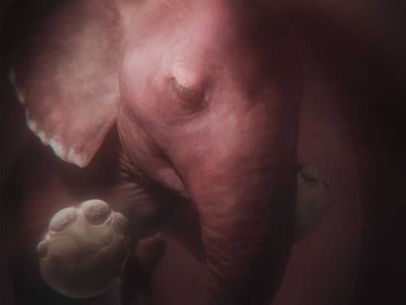 In the Womb: Animal Babies