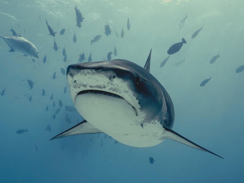 Investigation Shark Attack