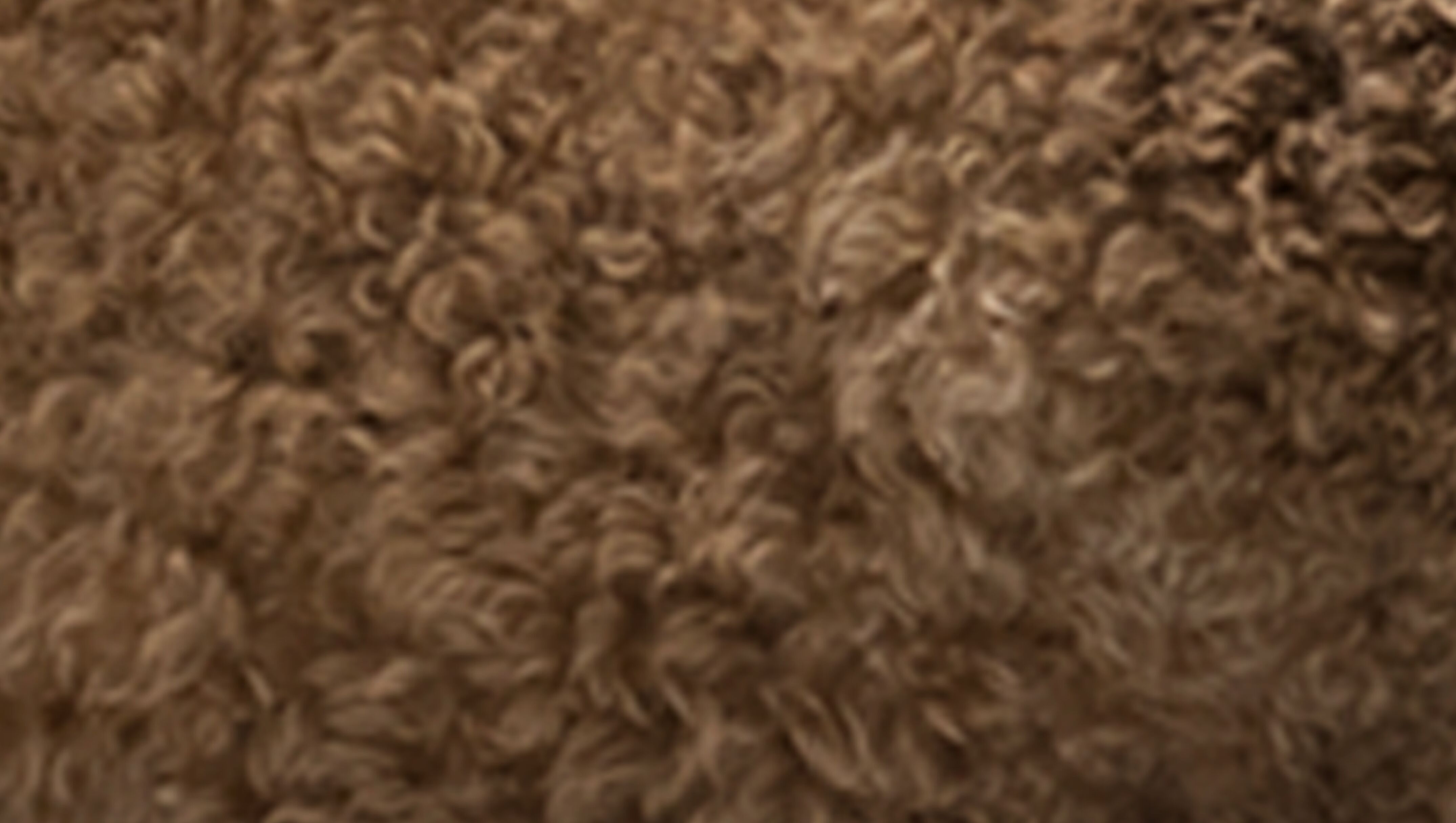 Great seamless brown animal fur texture – Dog or Rabbit