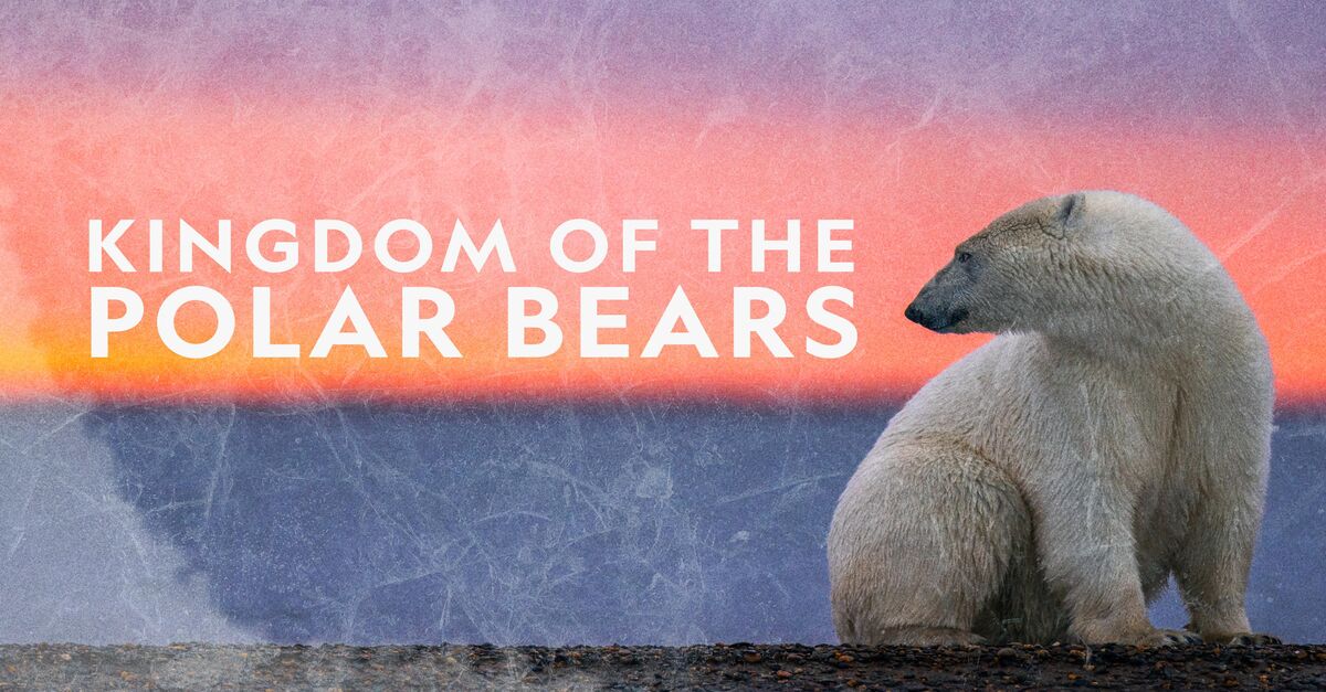 Watch Kingdom of the Polar Bears TV Show - Streaming ...