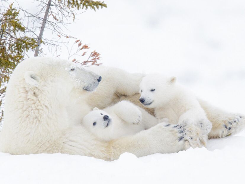 Kingdom of the Polar Bears