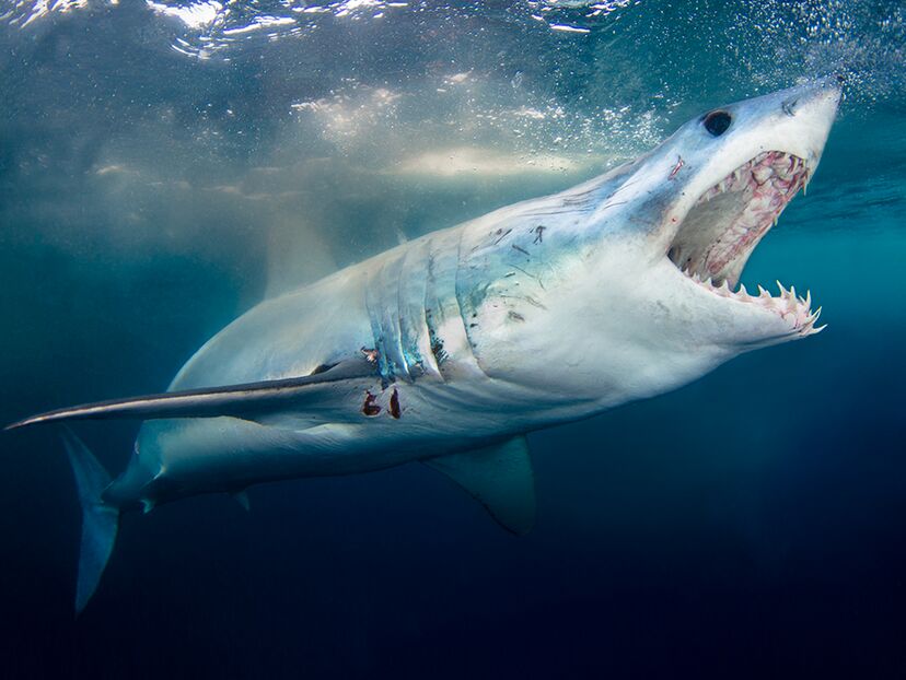 When Sharks Attack