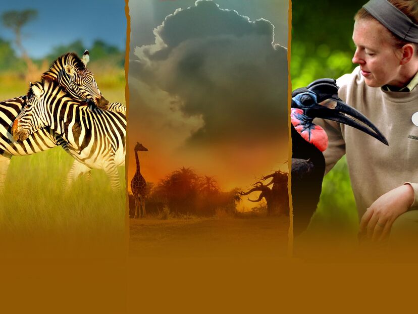Magic of Disney's Animal Kingdom