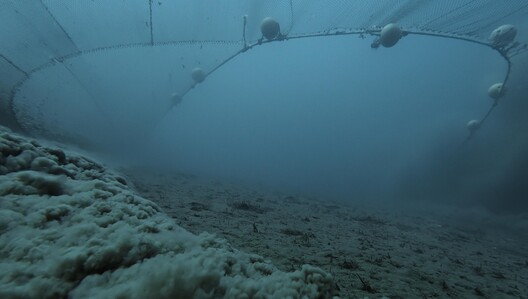"Ocean with David Attenborough premieres on National Geographic Saturday, June 7 9/8c