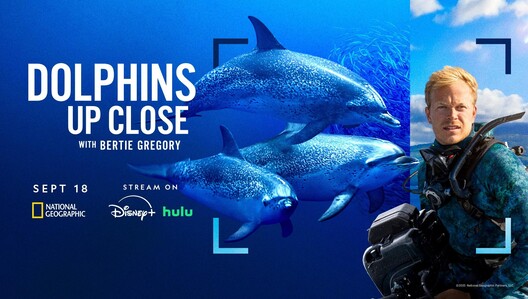 "Dolphins Up Close with Bertie Gregory" premieres September 18 on National Geographic & streams next day on Disney+ and Hulu.