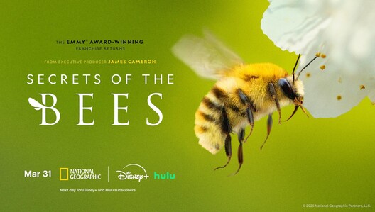 Watch 'Secrets of the Bees' on National Geographic March 31 8/7c. Stream on Hulu & Disney+.