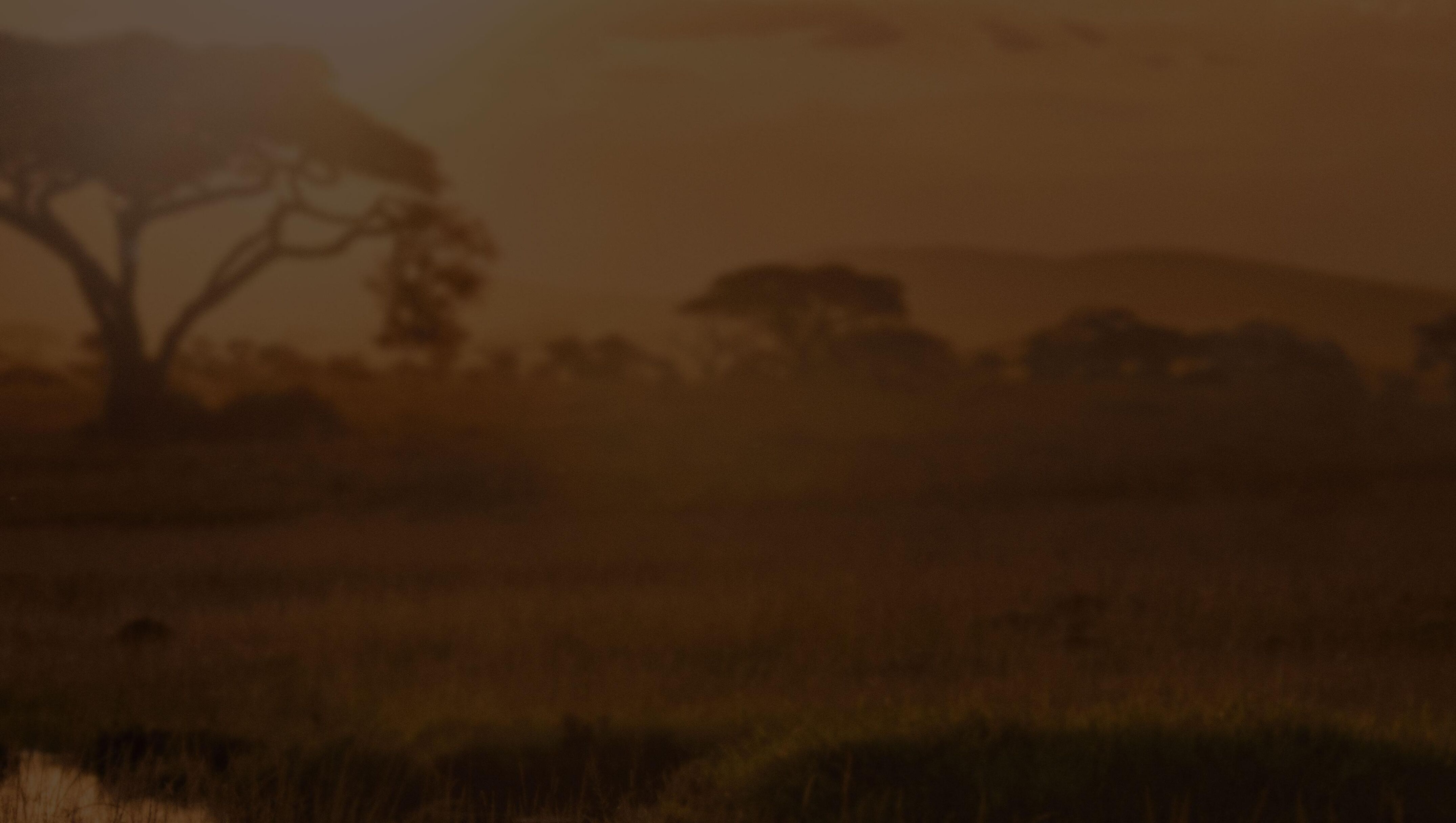 Watch Lion TV Show - Streaming Online | Nat Geo TV