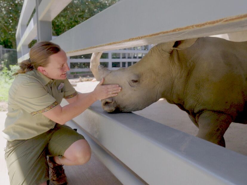 Magic of Disneys Animal Kingdom