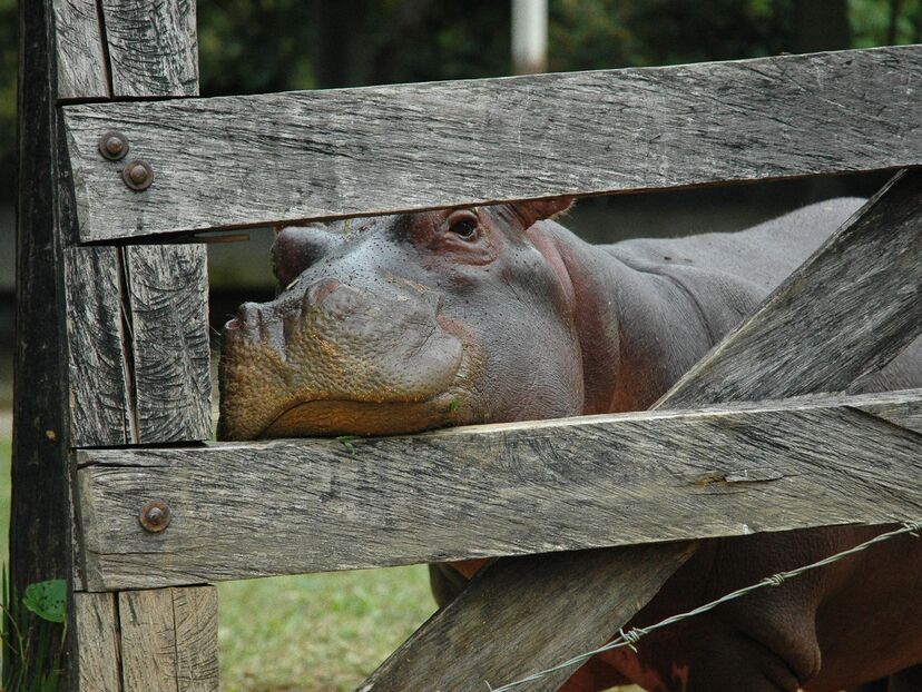 National Geographic Investigates: Colombian Hippo Invasion