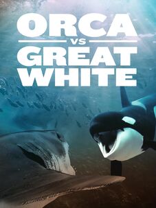 Orca vs. Great White